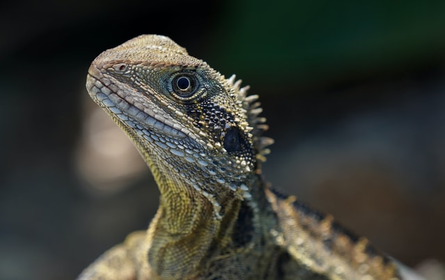 Iguana