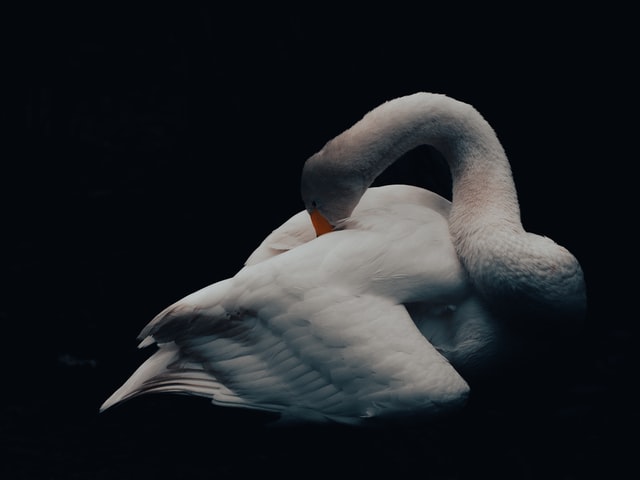 Swan